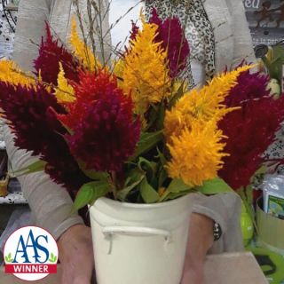 Century Mix Celosia Thumbnail